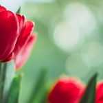 6 spring bulbs with red flowers