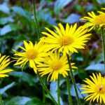 Buphthalmum : planting, cultivation