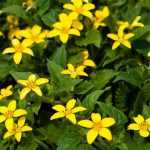 Chrysogonum : planting, growing, and care