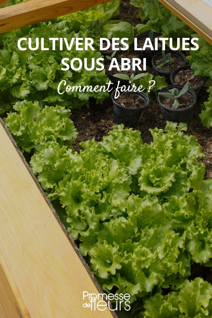 Lettuce: Sheltered Cultivation in a Mini Greenhouse