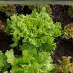 Growing lettuce under cover