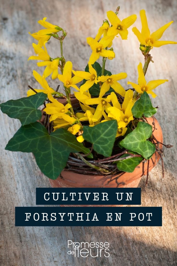 Growing Forsythia in Pots and Containers

Forsythias, with their vibrant yellow blooms, are a herald of spring. Growing these shrubs in pots and containers allows even those with limited space to enjoy their spectacular display. Here’s how to successfully cultivate Forsythia in a container setting.

**Choosing the Right Container**
Select a pot that is large enough to accommodate the root ball of your Forsythia with extra space for growth. Ensure the container has adequate drainage holes to prevent waterlogging, which can lead to root rot.

**Soil and Planting**
Use a well-draining potting mix designed for shrubs or trees. Position the Forsythia in the pot so that the top of the root ball is just below the rim of the container. Fill around the roots gently with the potting mix and water thoroughly to settle the soil.

**Location**
Place your potted Forsythia in a location where it will receive full sun to partial shade. Forsythias thrive in bright light, which encourages prolific blooming.

**Watering**
Keep the soil consistently moist, but not waterlogged. During the growing season, water the plant deeply when the top inch of soil feels dry to the touch. Reduce watering in the winter when the plant is dormant.

**Feeding**
Feed your Forsythia with a balanced, slow-release fertilizer at the beginning of the growing season to support vigorous growth and abundant flowering.

**Pruning**
Prune Forsythia immediately after flowering to maintain its shape and encourage the growth of flower-bearing shoots for the following year. Remove any dead or damaged branches to keep the plant healthy.

**Winter Care**
In colder regions, protect your container-grown Forsythia from freezing temperatures. Wrap the pot in bubble wrap or burlap and, if possible, move it to a sheltered location like a garage or shed.

By following these guidelines, you can enjoy the bright, cheerful blooms of Forsythia in your garden, patio, or balcony each spring, regardless of garden size.