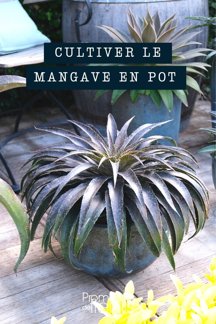 Cultivating and maintaining the mangave in a pot