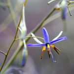 Dianella: planting, cultivation and maintenance