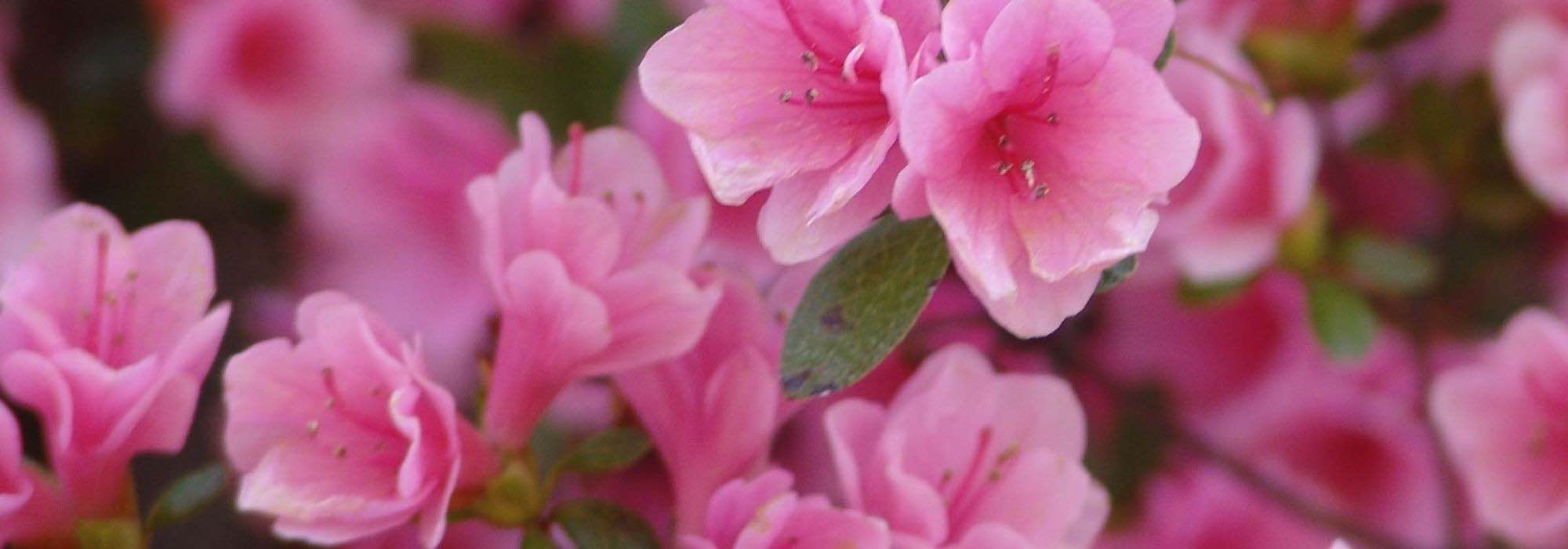 10 Japanese azaleas with pink flowers
