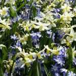 Associating Chionodoxas