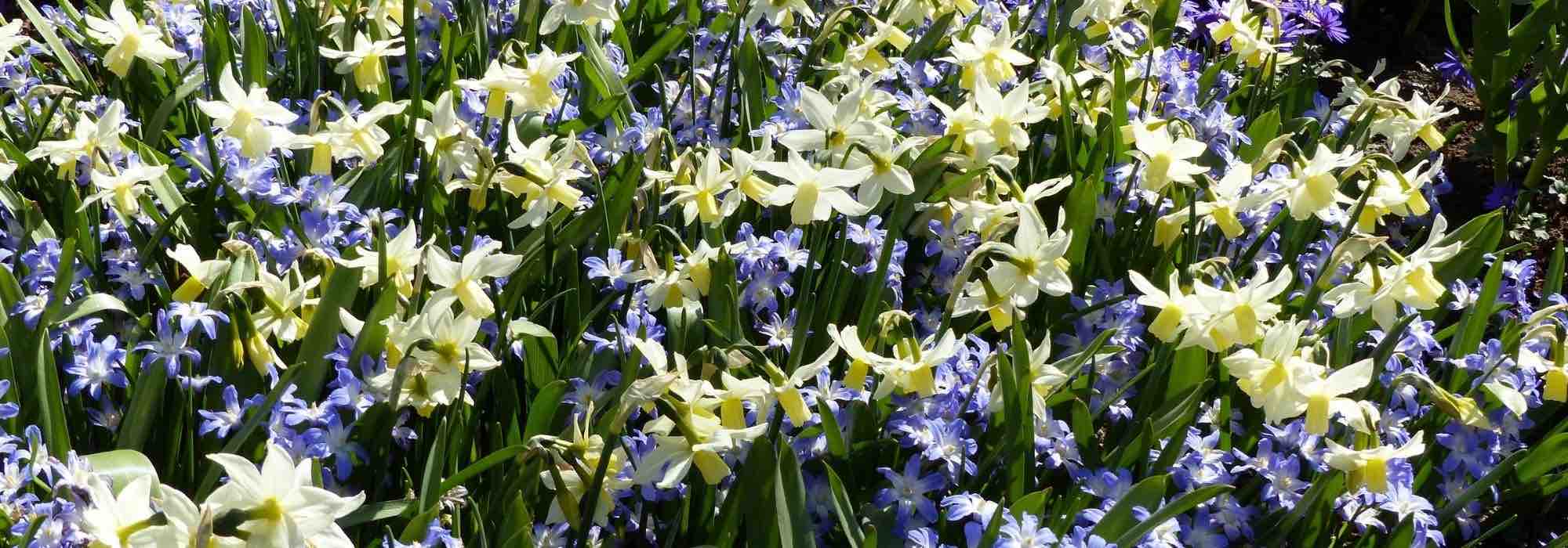 Associating Chionodoxas