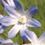 Chionodoxa: our favourite varieties