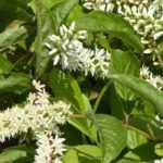 Pairing ideas with Itea