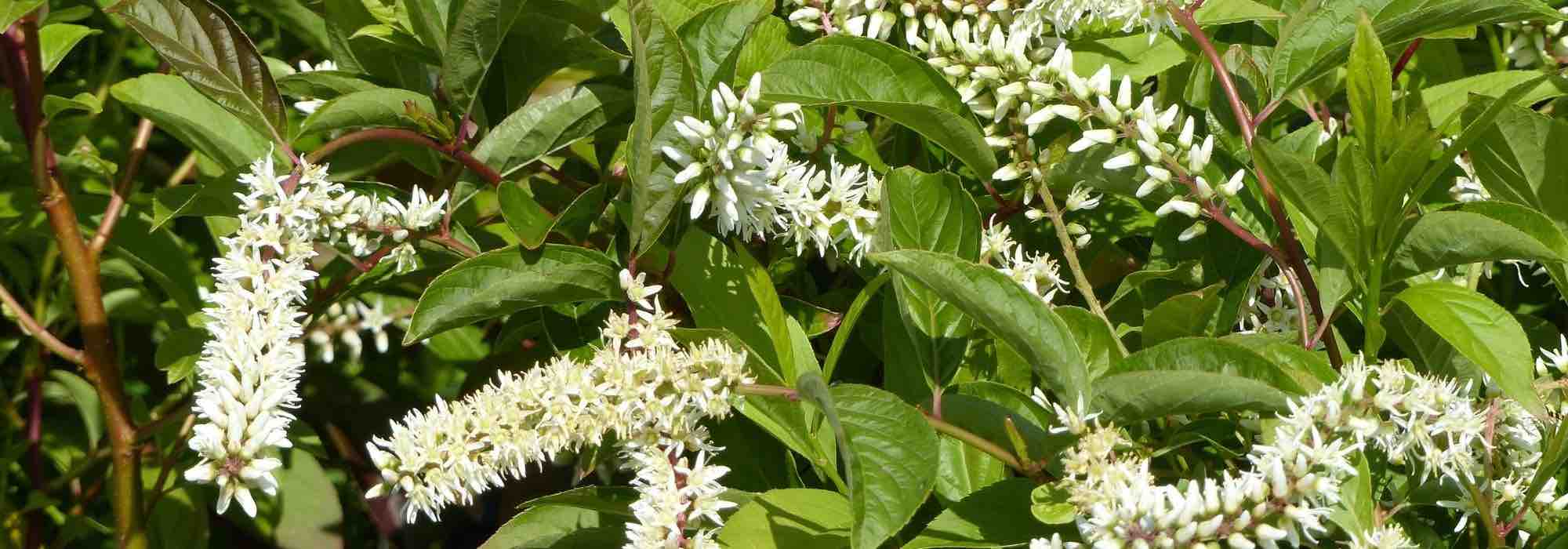 Pairing ideas with Itea