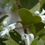 Growing an Osmanthus in a pot