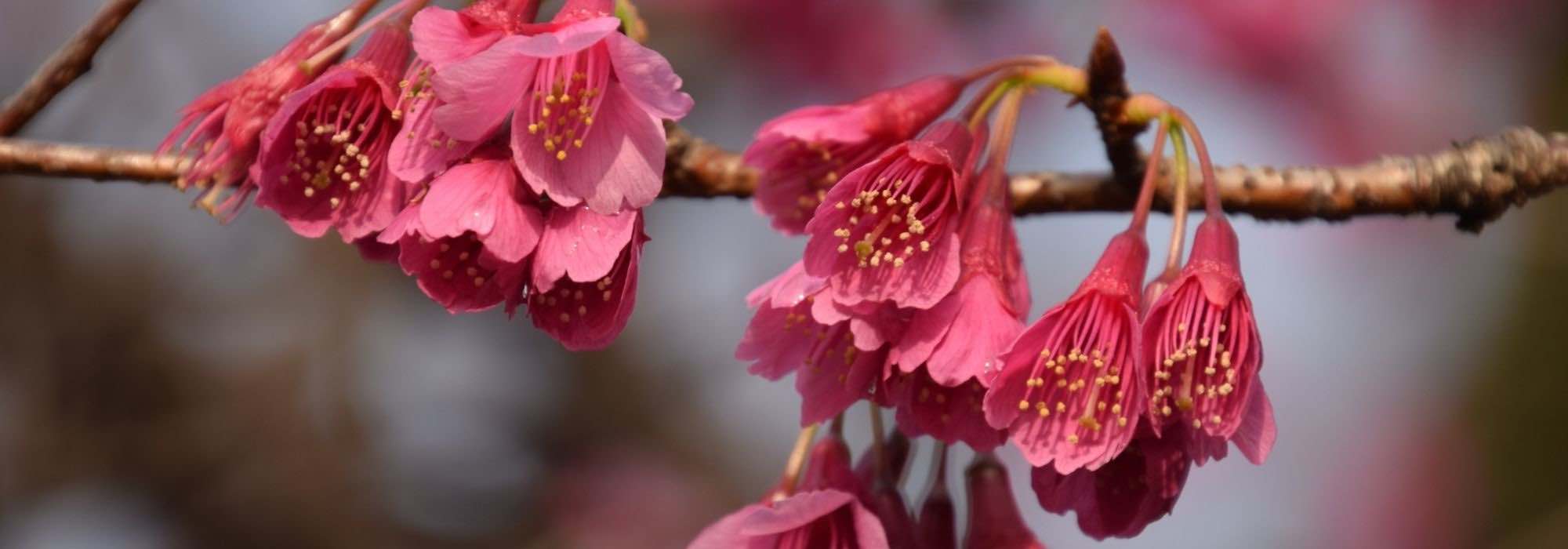 10 ideas for pairing Japanese Cherry Trees