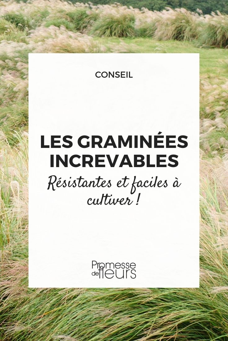 perennial grass easy to grow