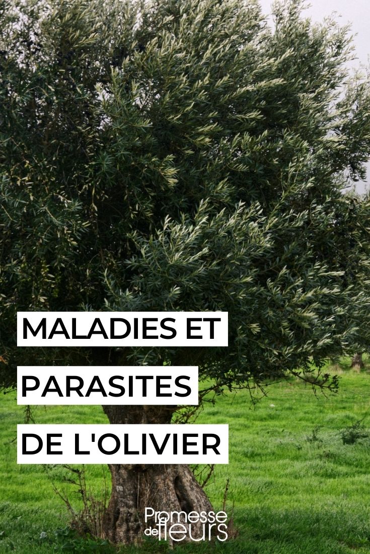 Diseases and Parasitic Issues of the Olive Tree