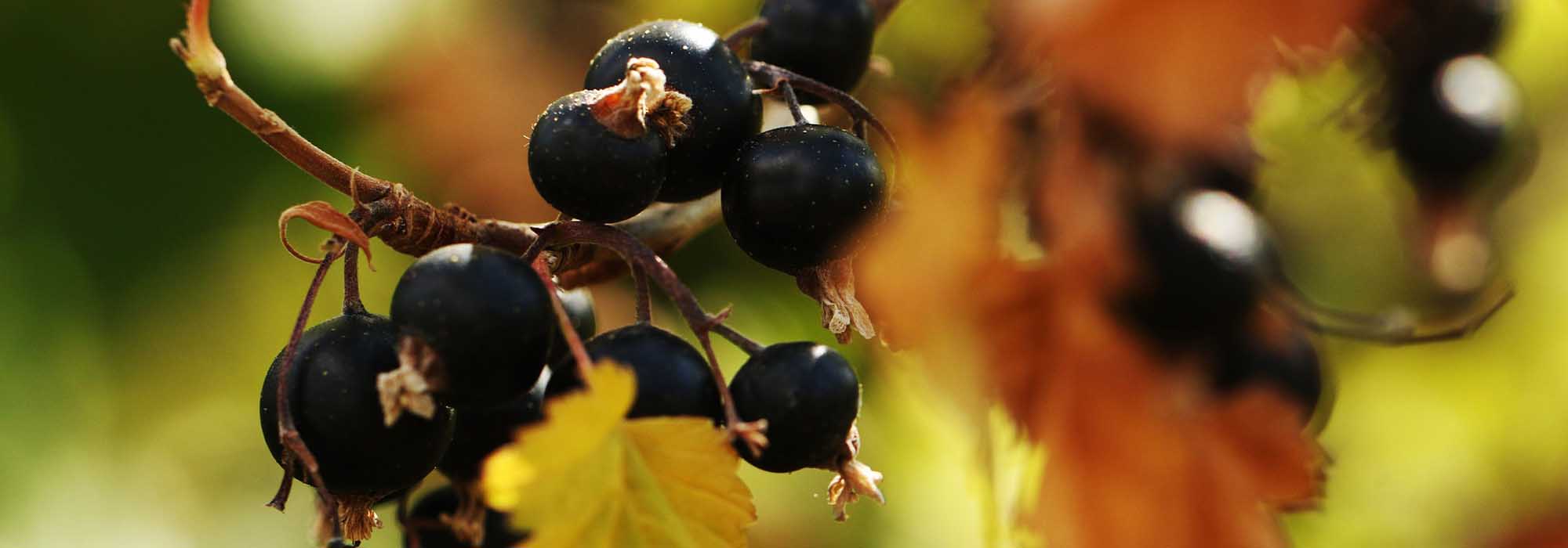 Blackcurrant: diseases and pests