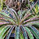 Pairing ideas with Mangave