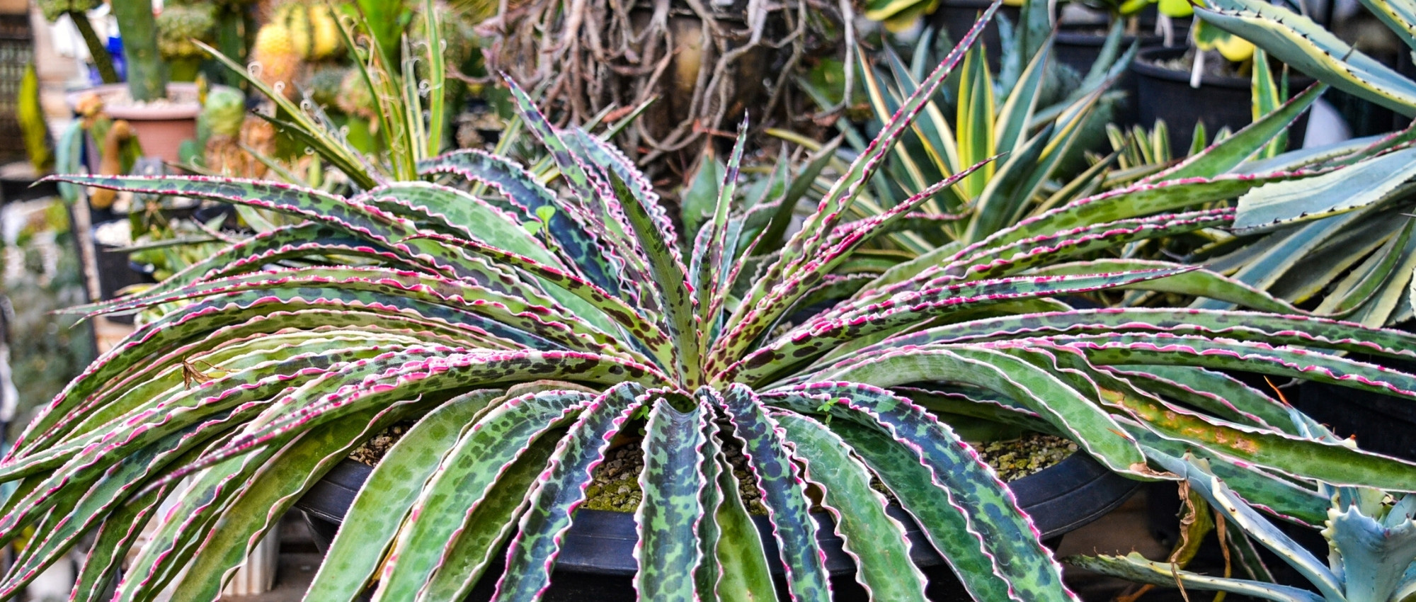 Pairing ideas with Mangave