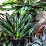 Growing mangaves in pots