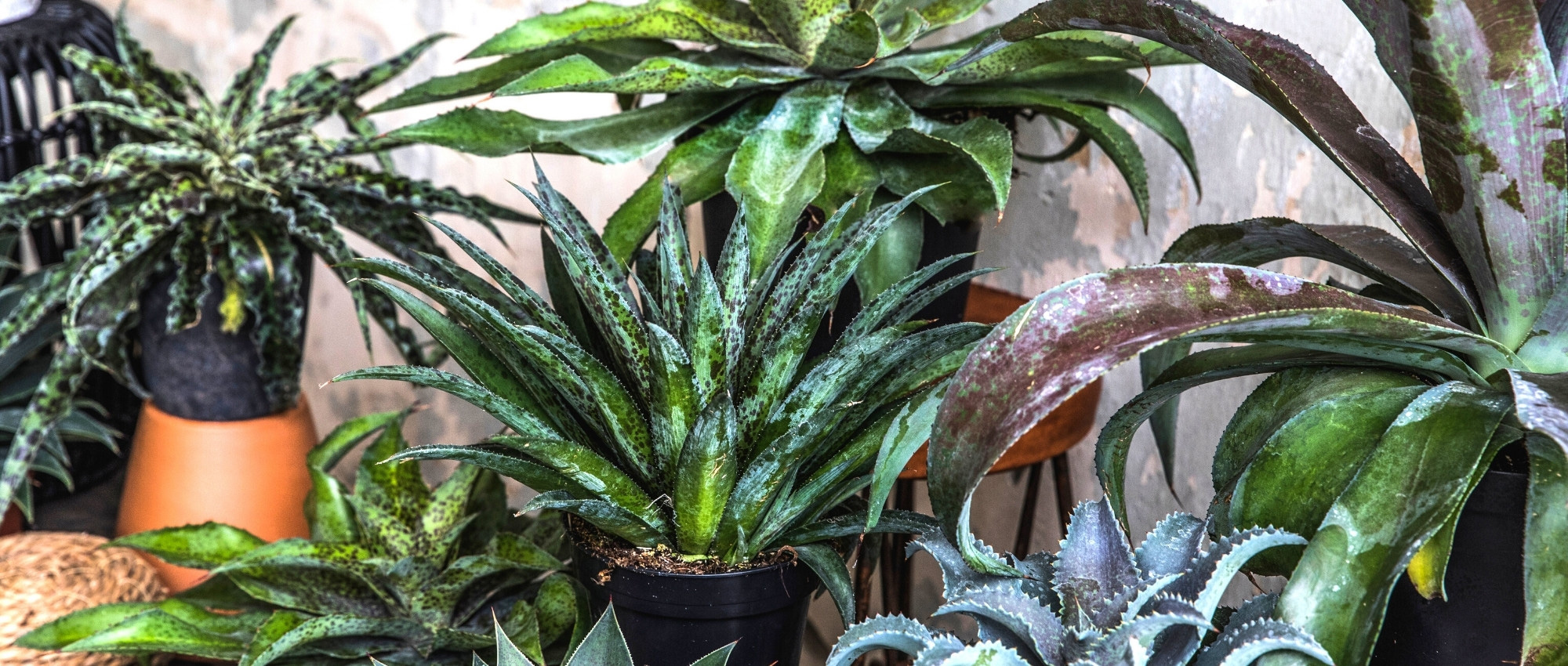Growing mangaves in pots