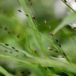 Melica: planting, growing and care