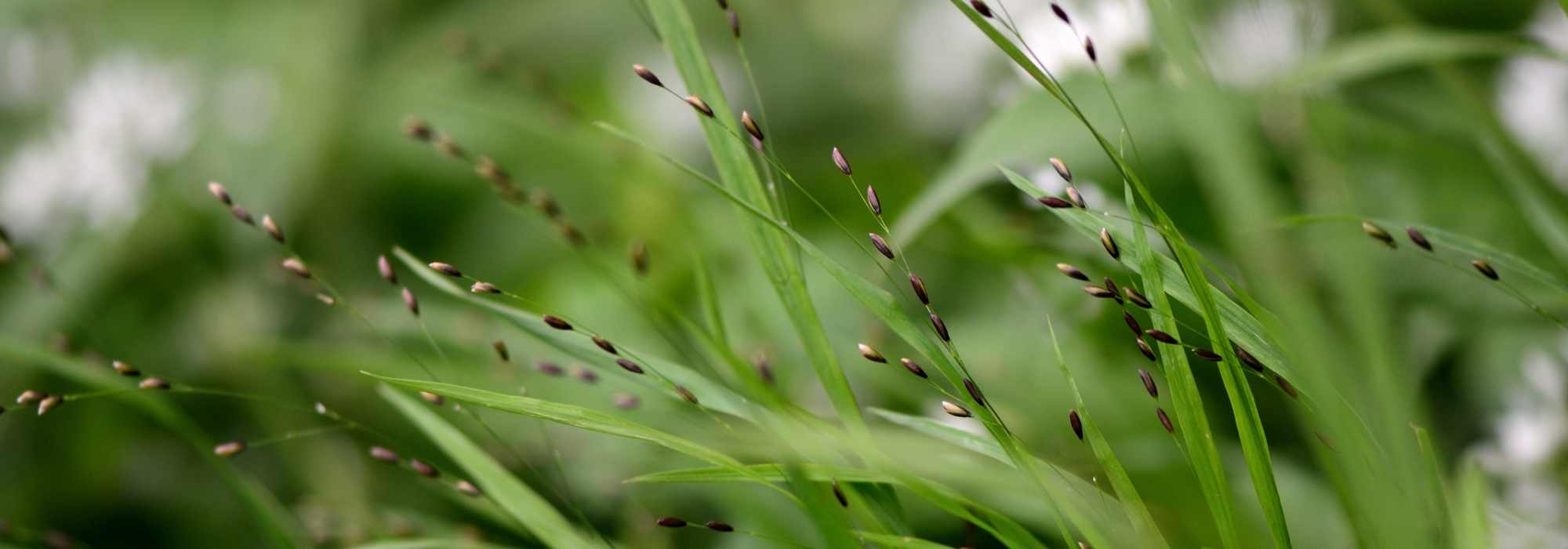 Melica: planting, growing and care