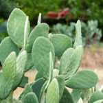 Pairing ideas with Opuntia