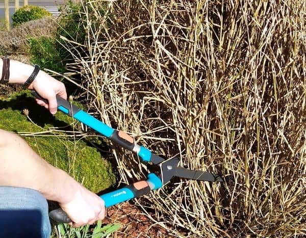 Pruning Pennisetum : when and how?