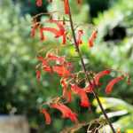 Phygelius: Plant, cultivate and maintain