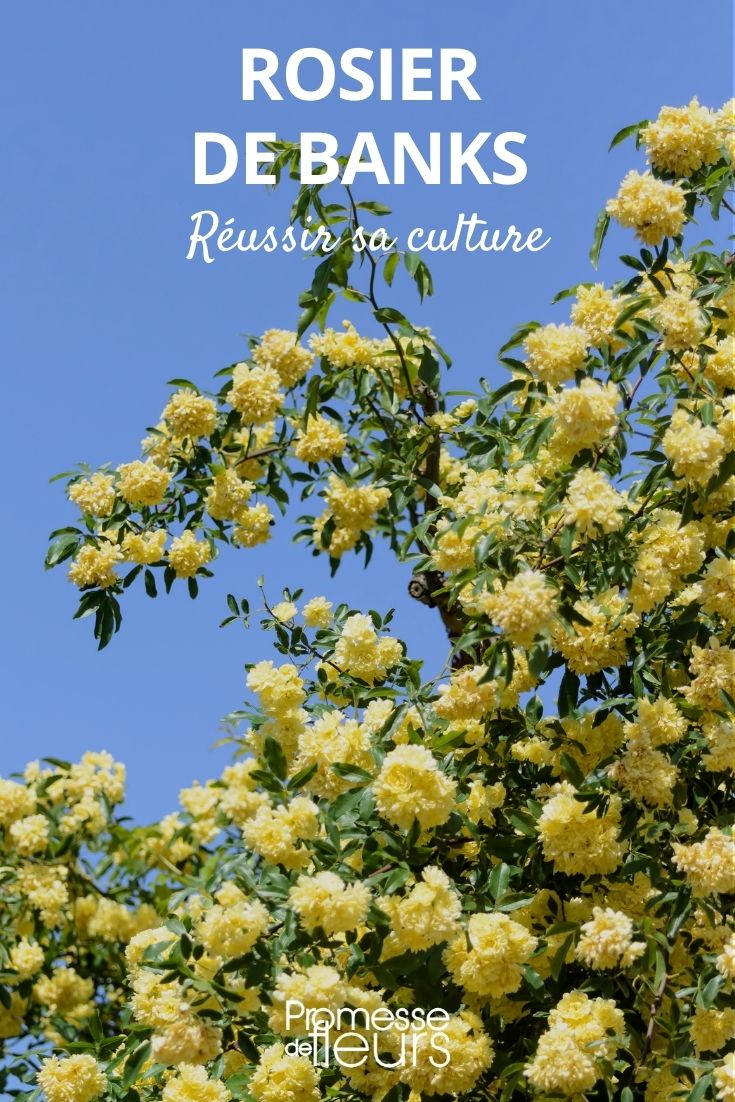 Cultivating Rosa banksiae