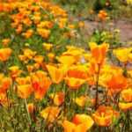 Annual plant: 8 species for dry garden