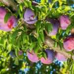 Which fruit trees and bushes to plant in clay soil?