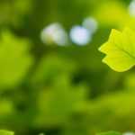 7 Trees with Unusual Foliage