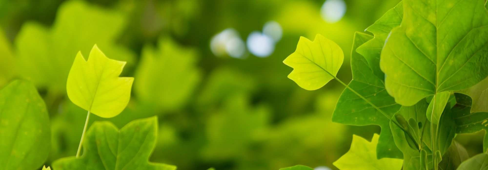 7 Trees with Unusual Foliage