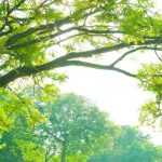 6 Beautiful Trees All Year Round