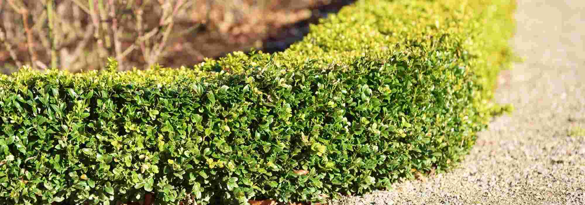 6 bushes for low hedges