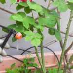 How to install an automatic watering system on a balcony or terrace?