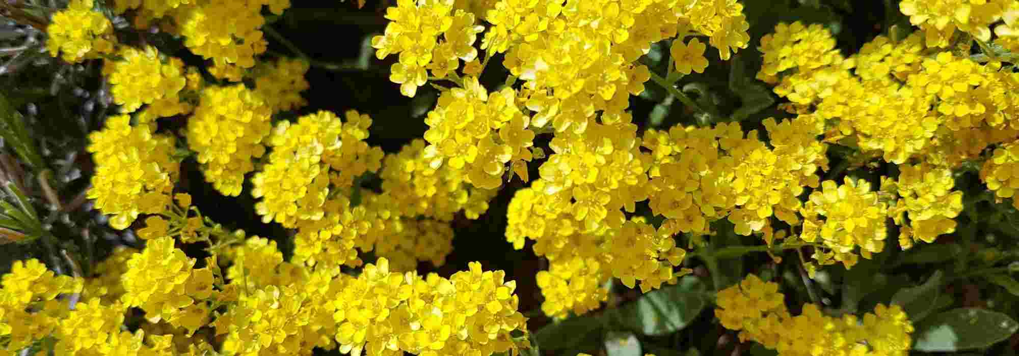Pairing ideas with alyssum or golden basket