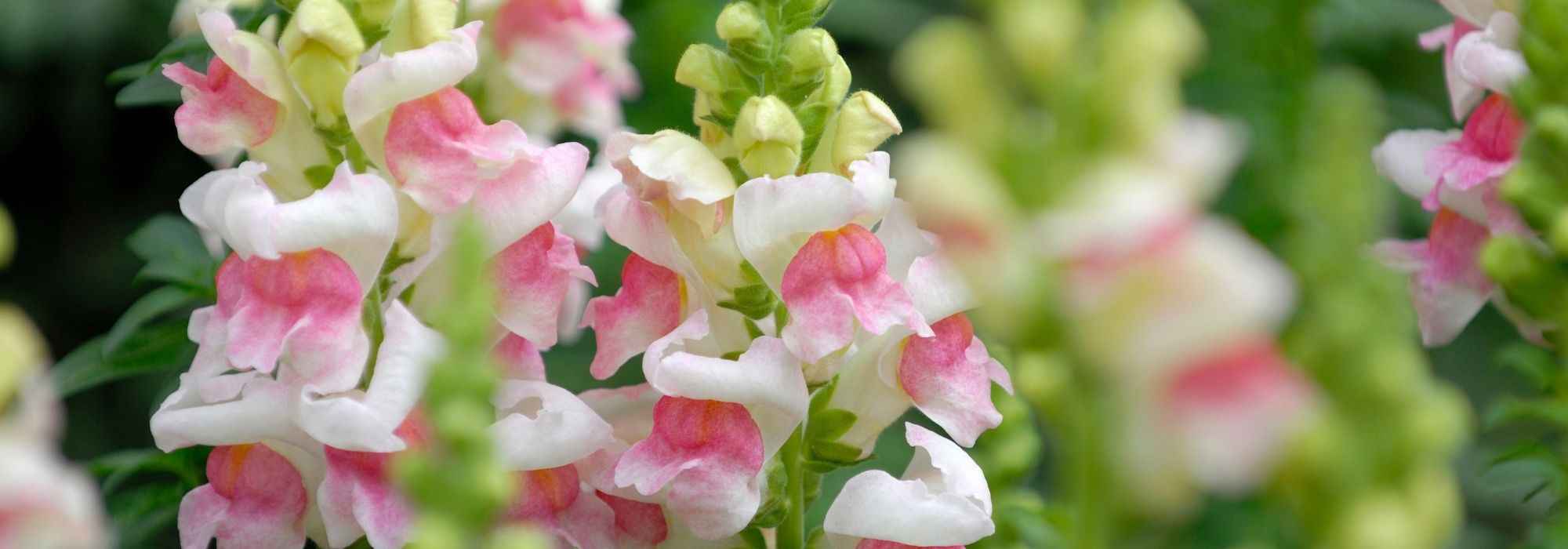 Pairing Snapdragons