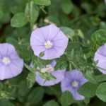 Pairing ideas with convolvulus
