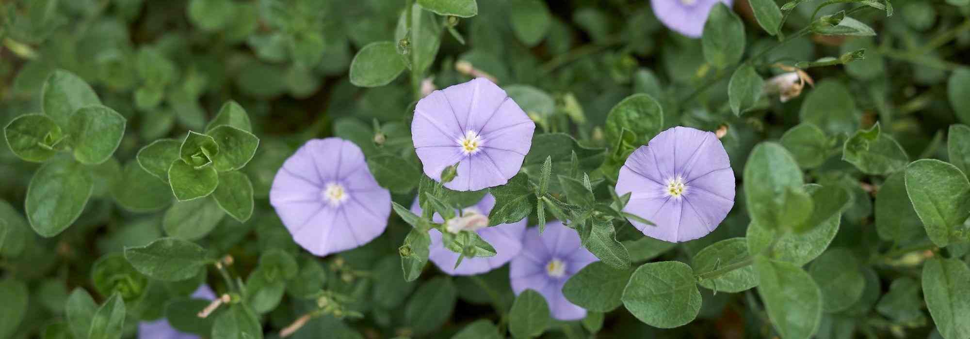 Pairing ideas with convolvulus