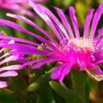 Pairing ideas with delosperma