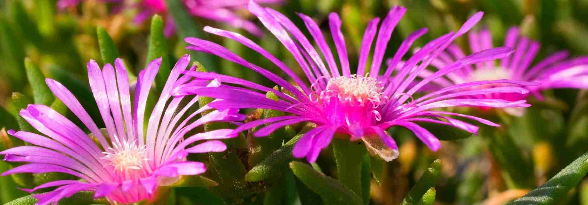 Pairing ideas with delosperma