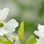Pairing ideas with Exochorda