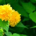 Pairing ideas with Japanese quince