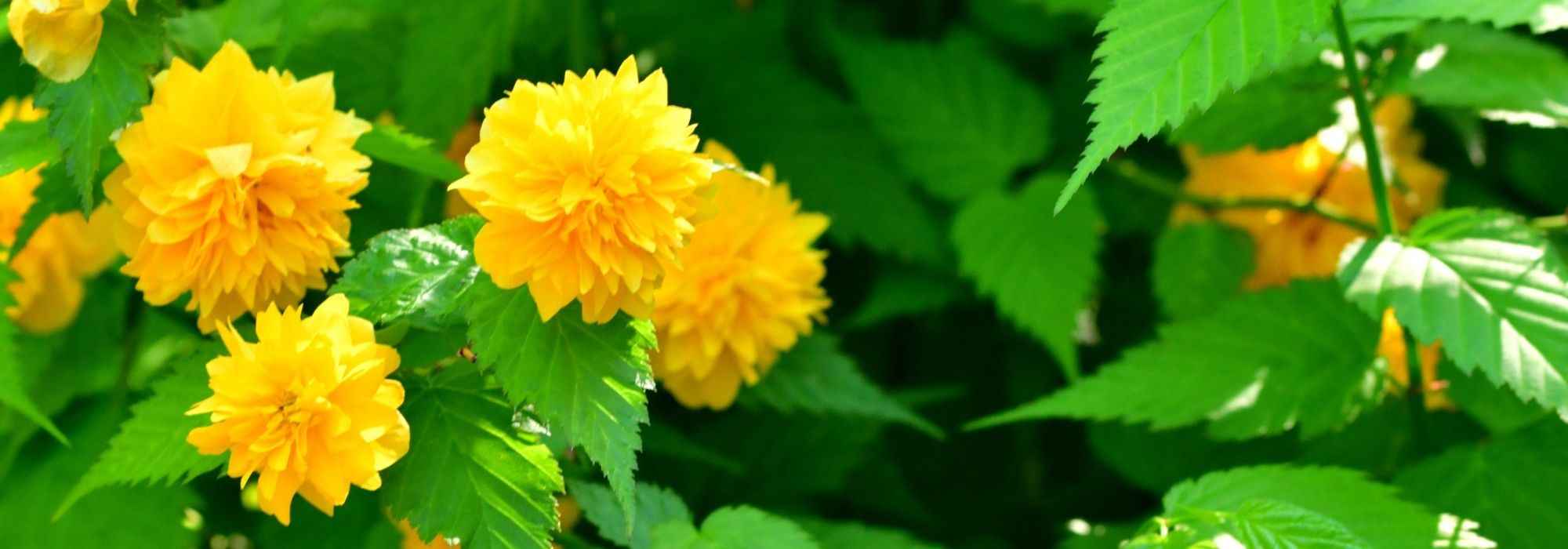 Pairing ideas with Japanese quince