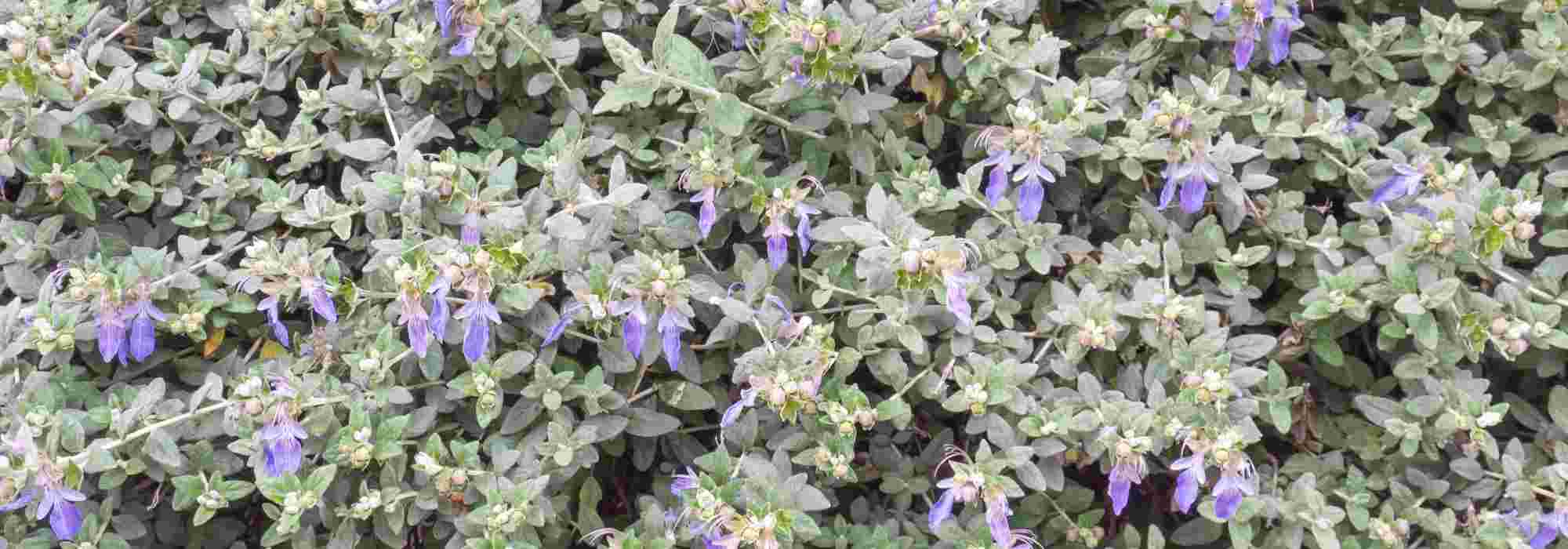 Pairing ideas with Teucrium