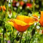 Pairing ideas with orange flowers