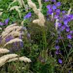 Melica: 6 ideas for pairing them