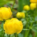 Pairing ideas with Trollius