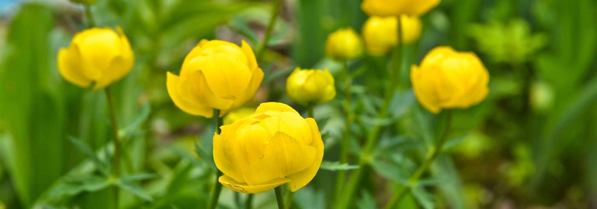 Pairing ideas with Trollius